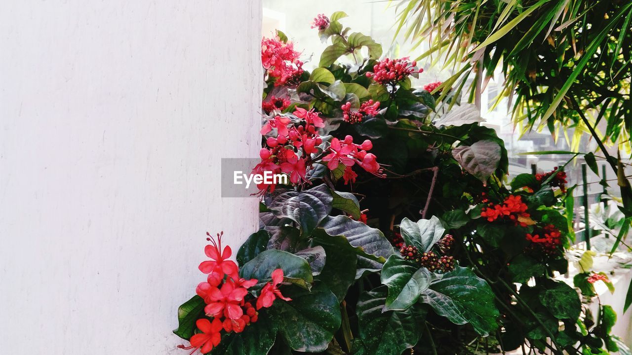 RED FLOWERS BLOOMING OUTDOORS