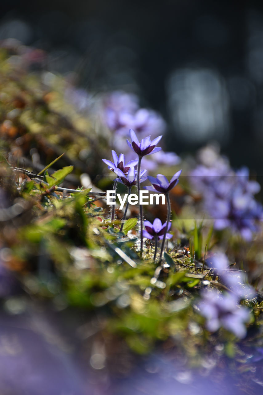 Close-up of purple crocus flowers