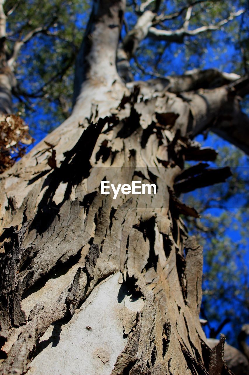 Close-up of tree trunk