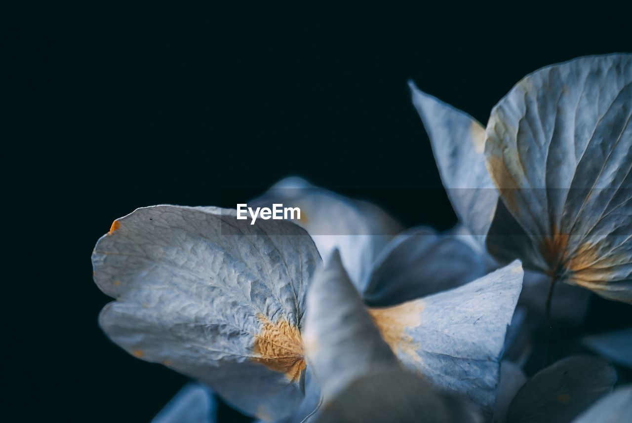 CLOSE-UP OF WHITE ROSE ON LEAVES AGAINST BLACK BACKGROUND