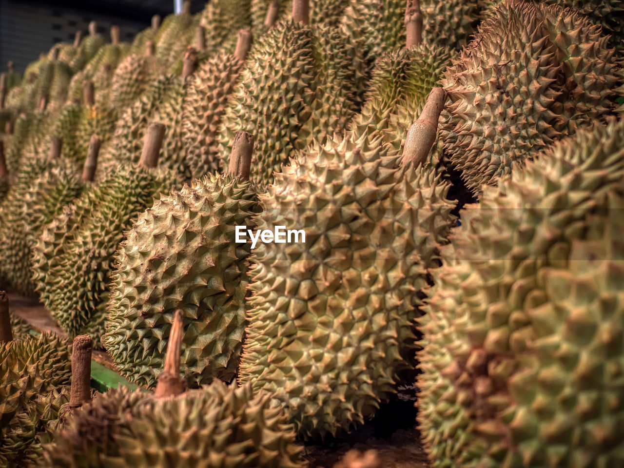 The pile of fresh durians in the durian market.