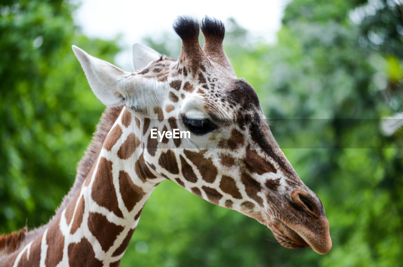 Close-up of a giraffe