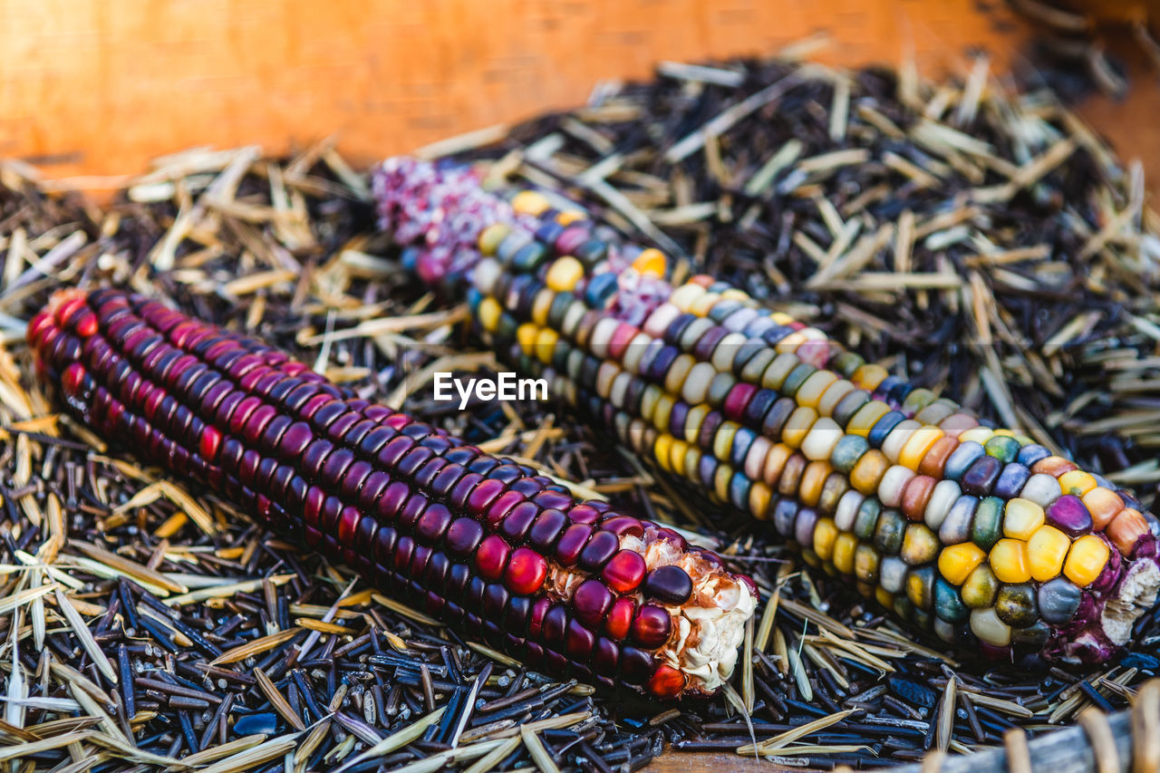 Close-up of corns on hay