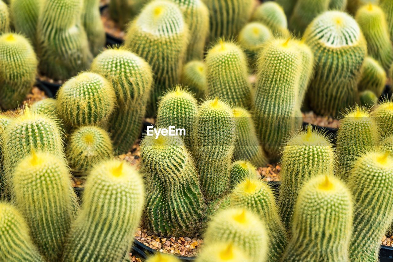 green, growth, plant, cactus, succulent plant, beauty in nature, no people, full frame, thorn, nature, backgrounds, flower, day, close-up, sharp, spiked, land, outdoors, barrel cactus, pattern, abundance, high angle view