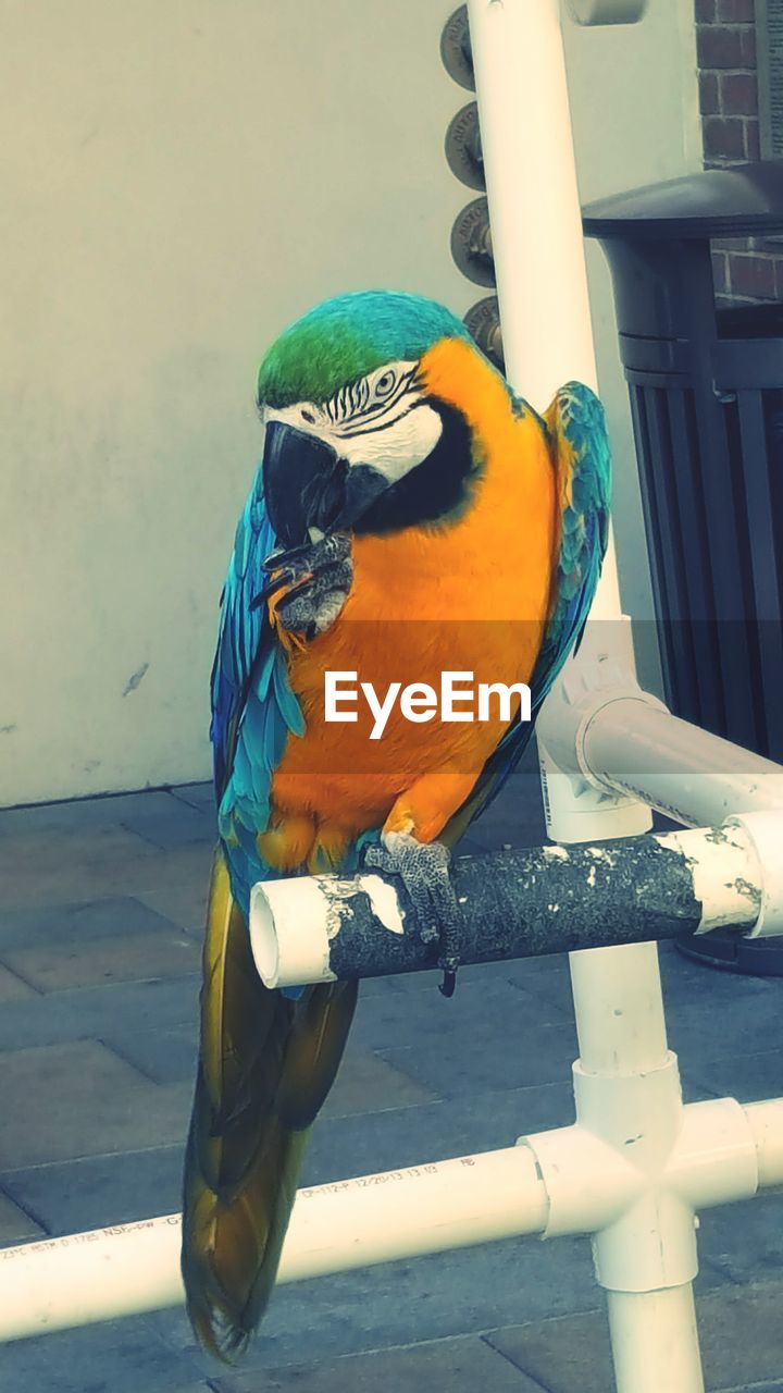 Blue-and-yellow macaw perching on metal outdoors