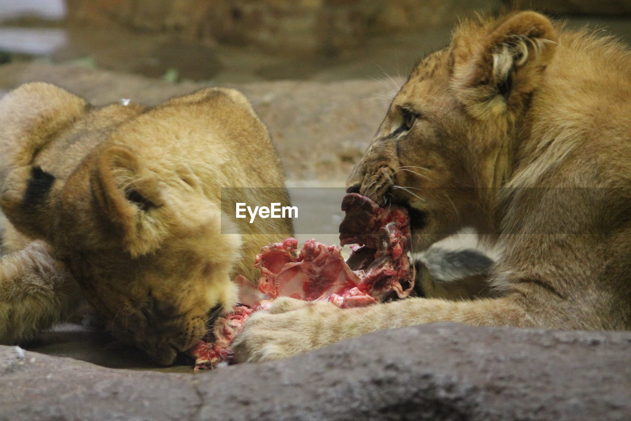 View of lion eating