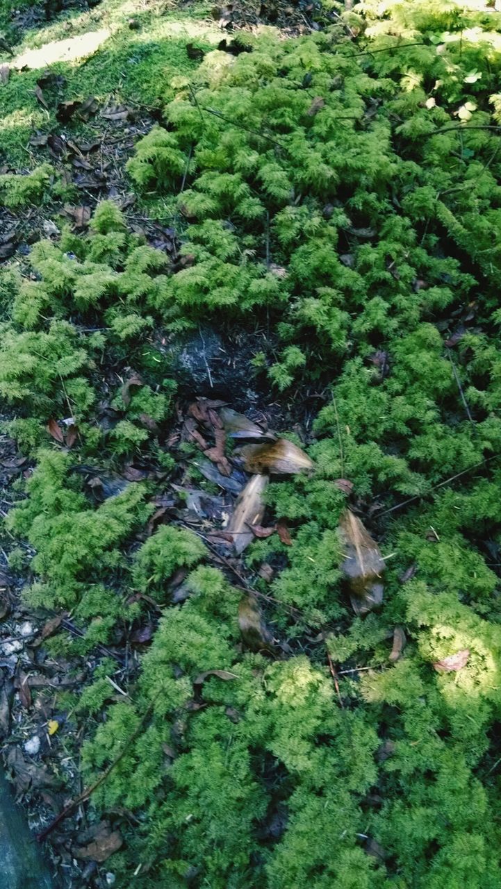 HIGH ANGLE VIEW OF LIZARD IN FOREST