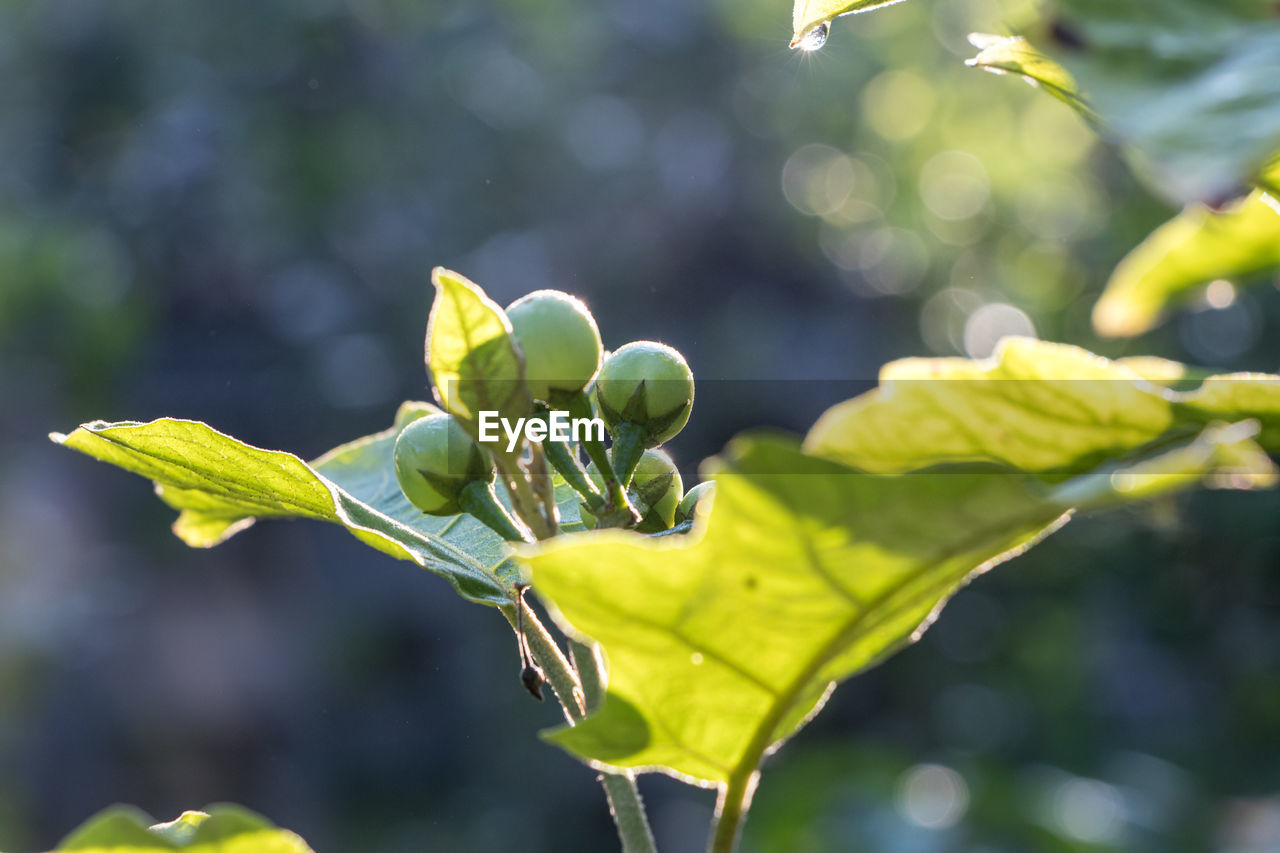 CLOSE-UP OF FRESH GREEN PLANT WITH LEAVES