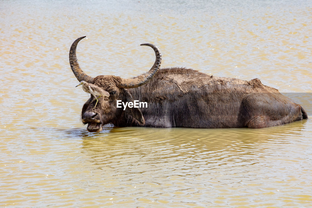 Buffalo in a lake with a bird on his nose