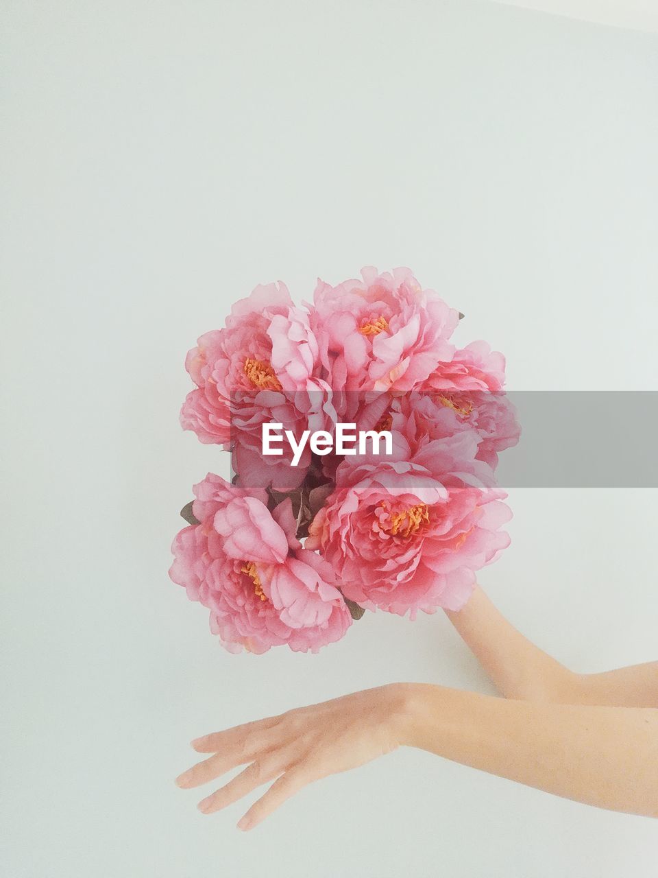 Close-up of hand holding pink flower against white background