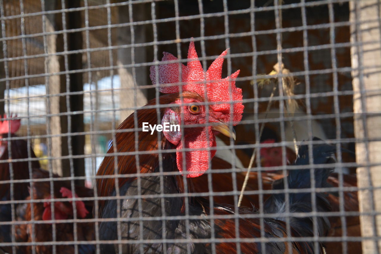 Close-up of rooster in cage