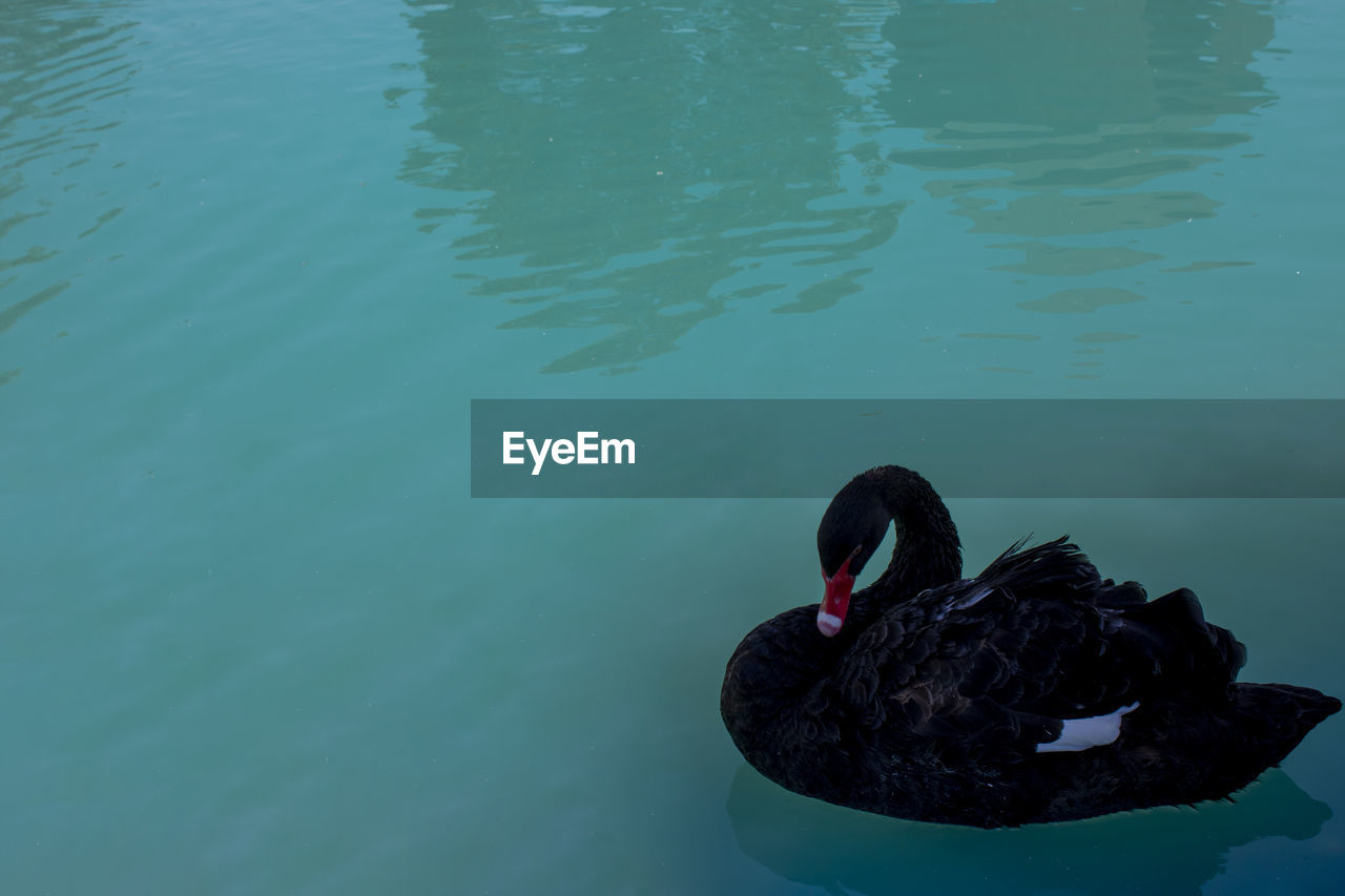 High angle view of swan swimming in lake