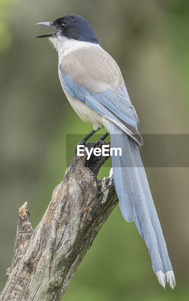 animal themes, animal, bird, animal wildlife, wildlife, one animal, perching, beak, tree, branch, full length, wing, plant, focus on foreground, nature, close-up, beauty in nature, side view, green background, no people, outdoors, wood, songbird, colored background, tree trunk, trunk, day, environment, multi colored