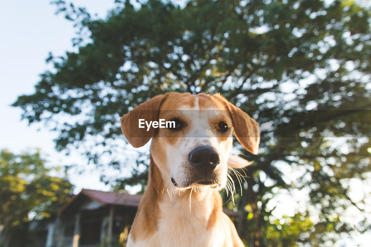 PORTRAIT OF A DOG AGAINST TREES