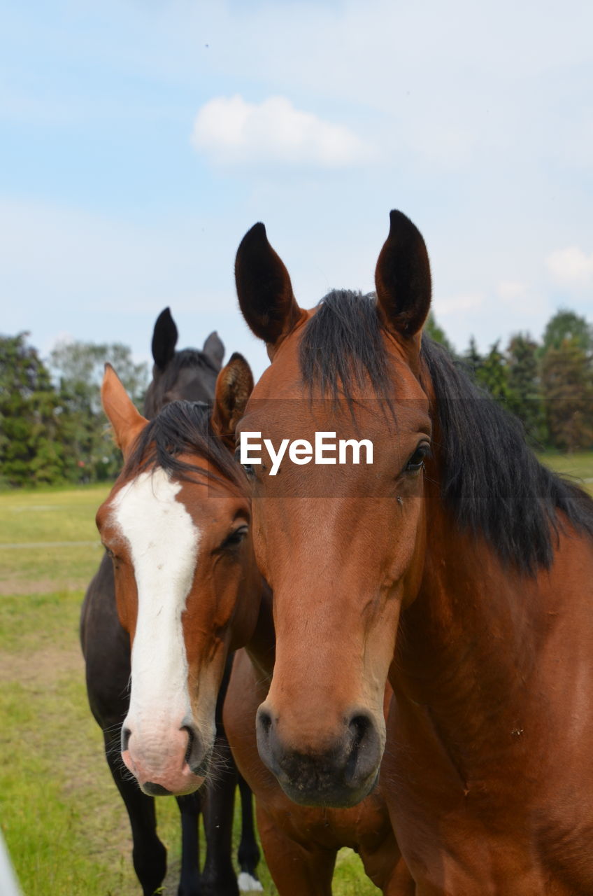 HORSES STANDING IN RANCH