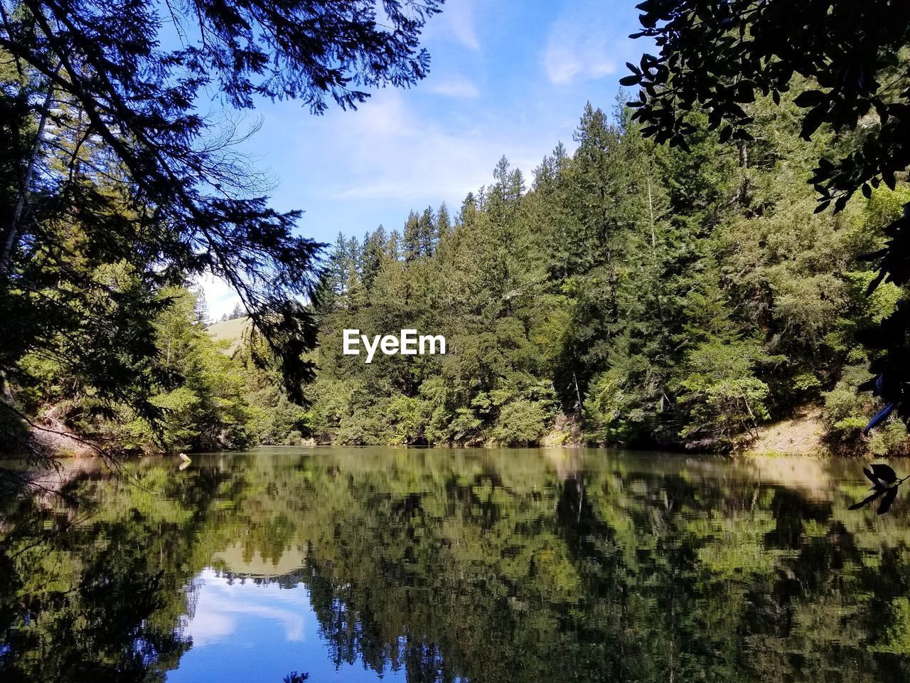 Scenic view of lake in forest