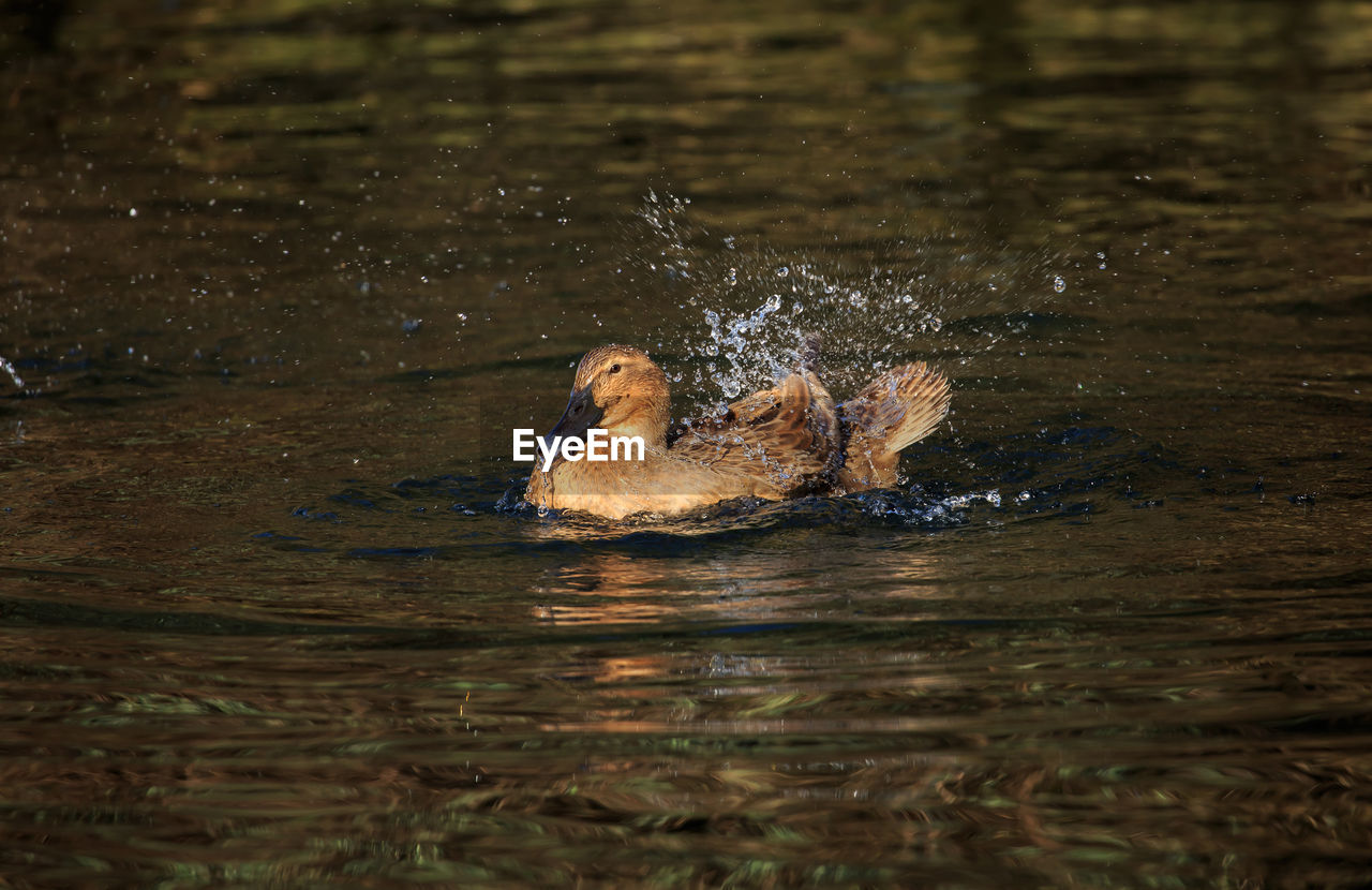 Duck swimming on lake