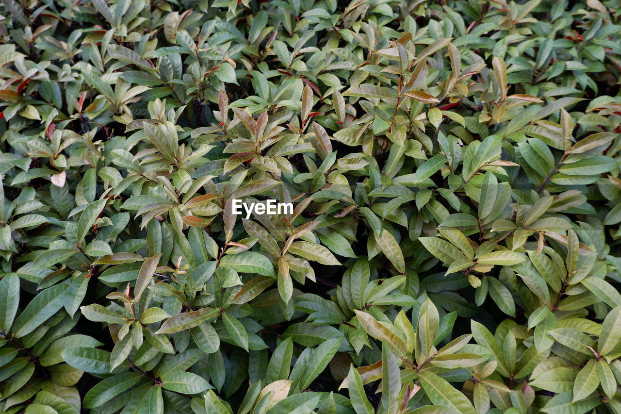 FULL FRAME SHOT OF LEAVES GROWING ON FIELD