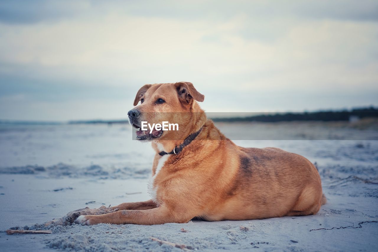 Dog resting on sand at beach during sunset