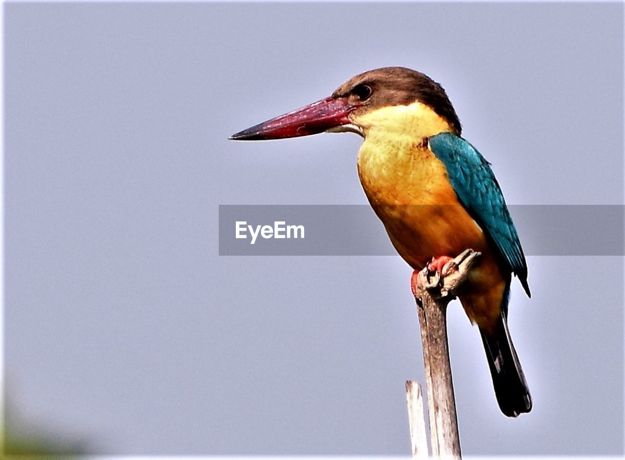 CLOSE-UP OF BIRD PERCHING ON A BRANCH AGAINST SKY