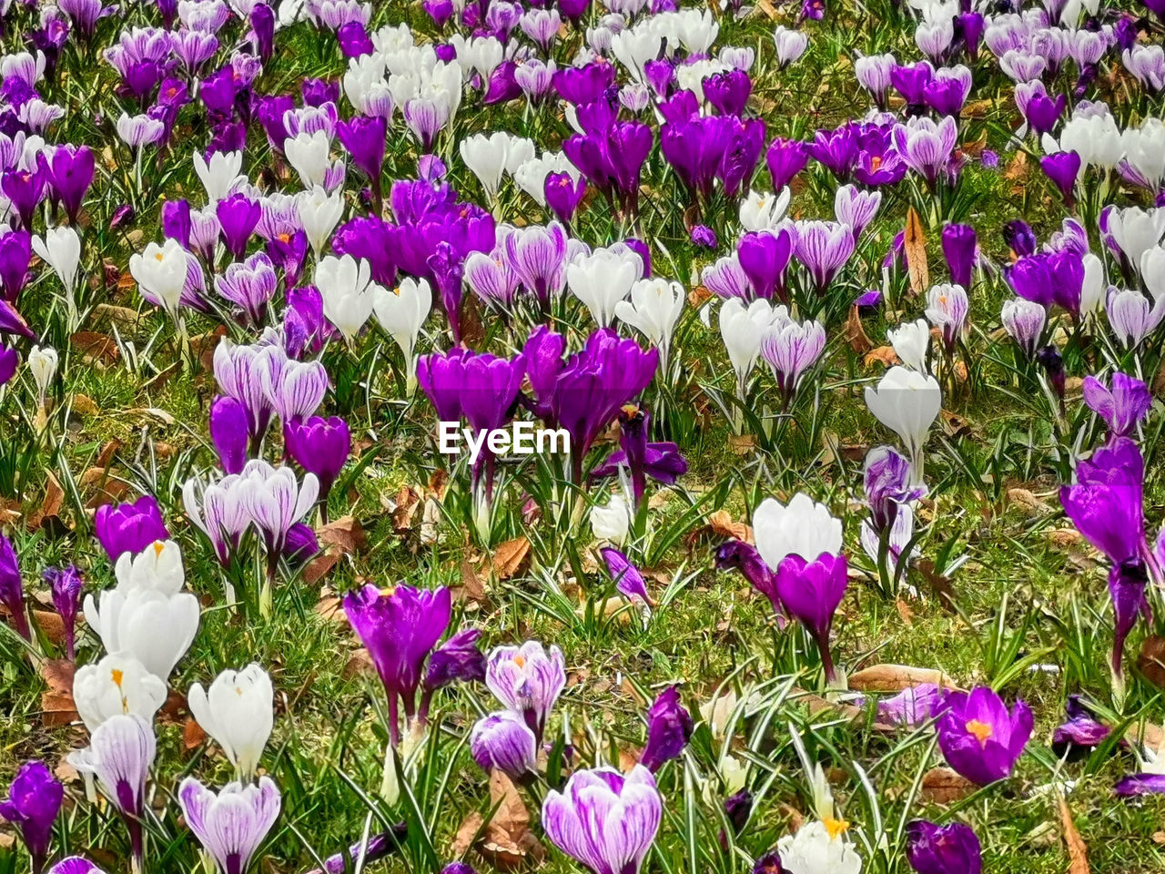 flower, flowering plant, plant, beauty in nature, freshness, fragility, growth, purple, crocus, field, land, nature, petal, close-up, no people, flower head, inflorescence, day, springtime, iris, outdoors, botany, flowerbed, high angle view, full frame, wildflower, blossom, backgrounds, abundance