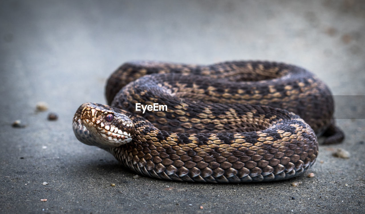 Close-up of viper on road