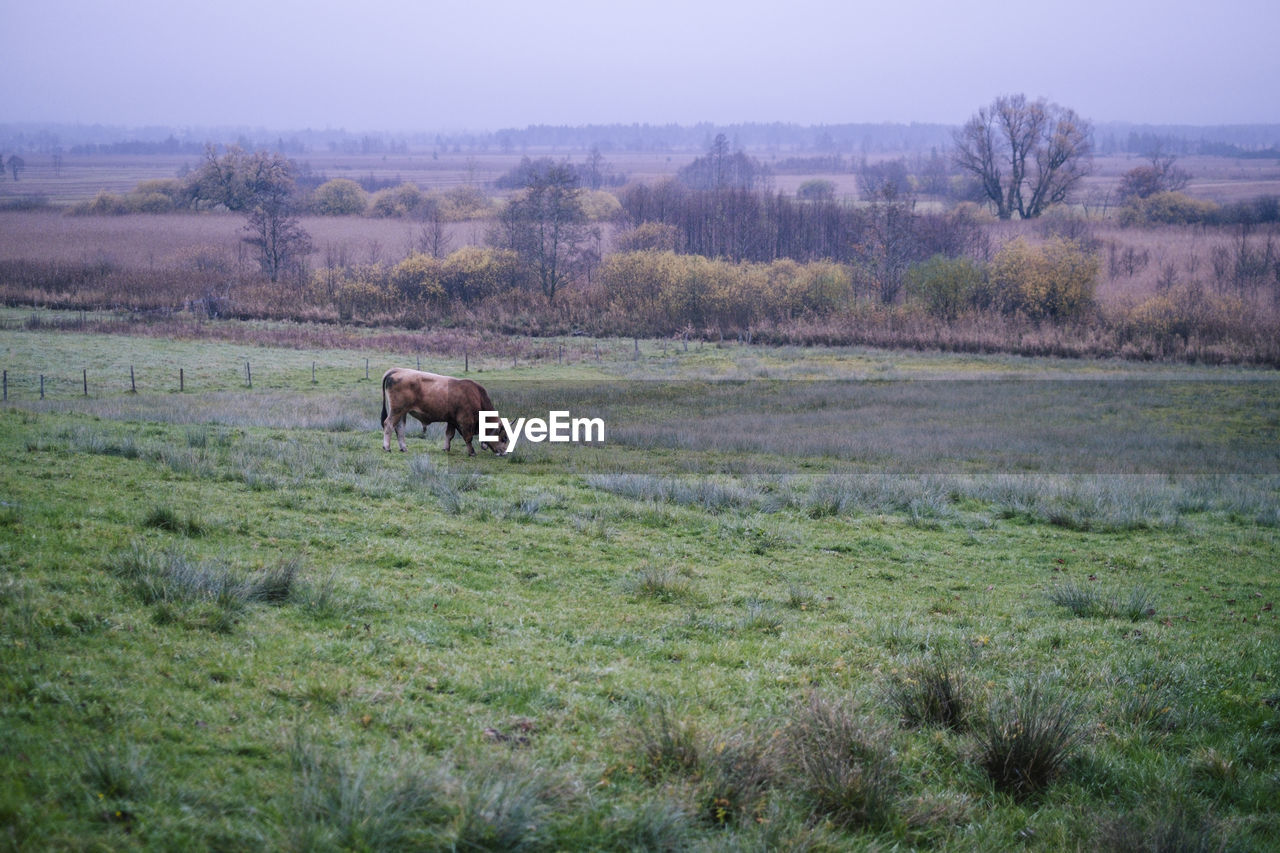 VIEW OF HORSES ON LANDSCAPE