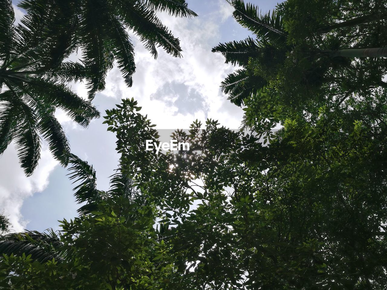 LOW ANGLE VIEW OF TREES AGAINST SKY IN FOREST