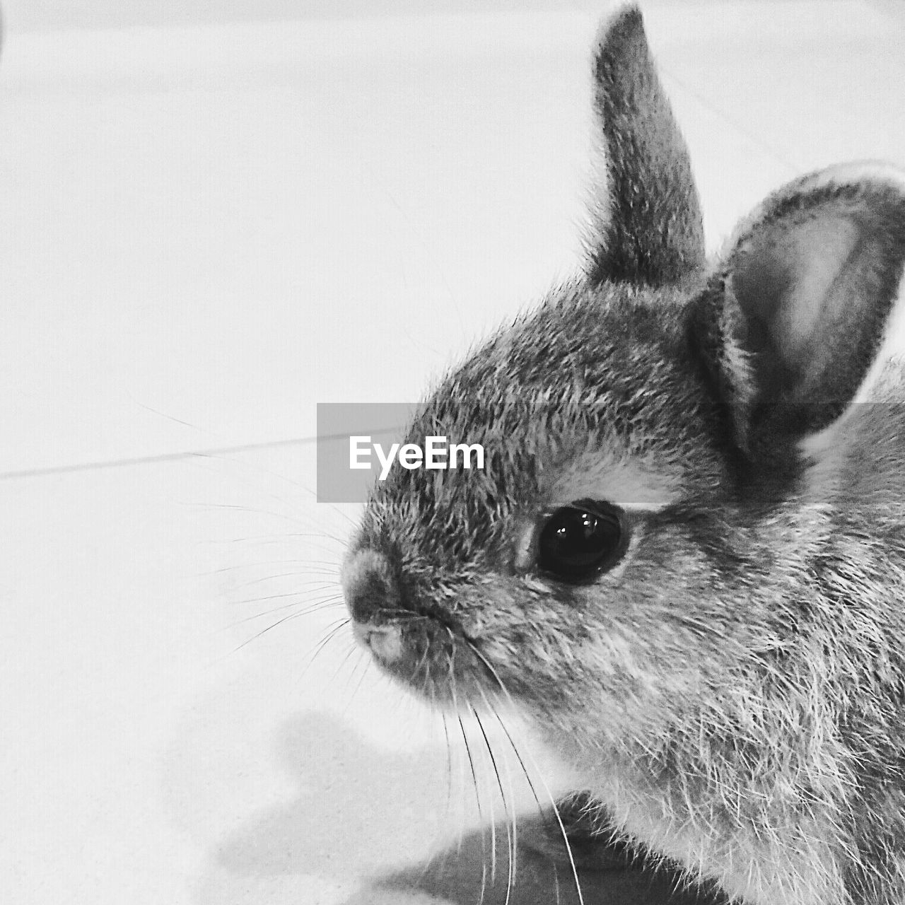 Close-up of rabbit on floor