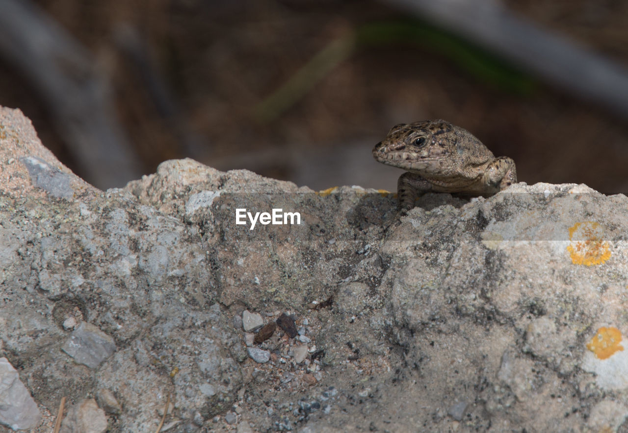 CLOSE-UP OF IGUANA ON ROCK