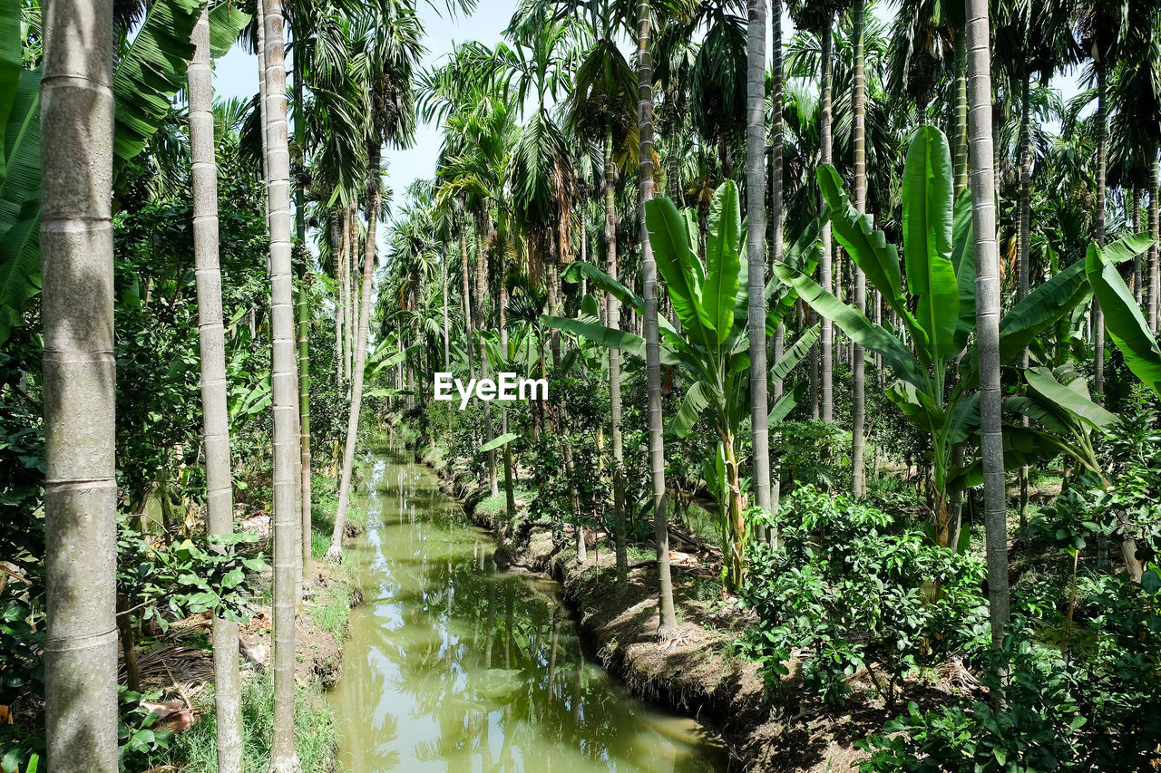 SCENIC VIEW OF TREES IN FOREST