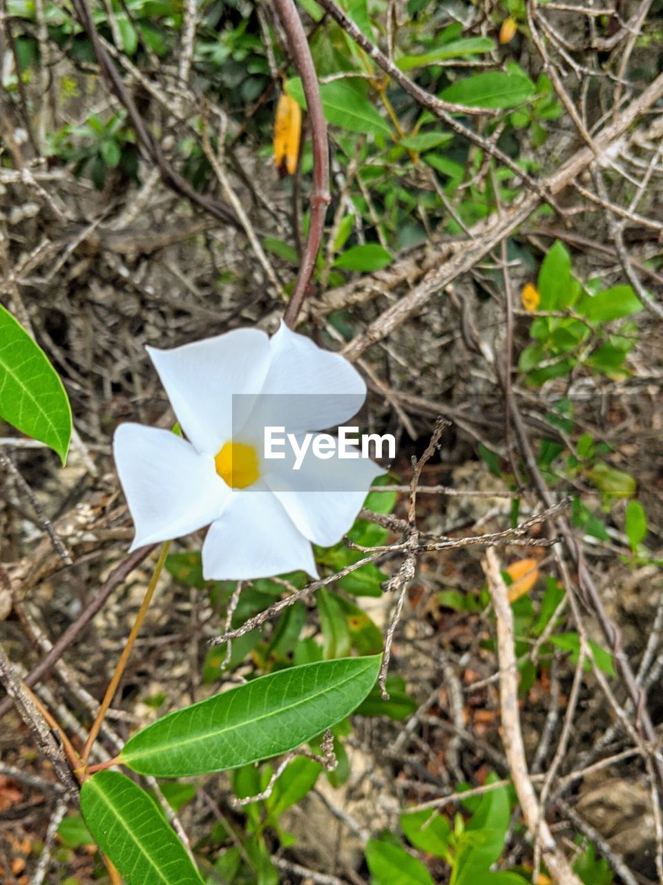 CLOSE-UP OF WHITE FLOWER ON FIELD