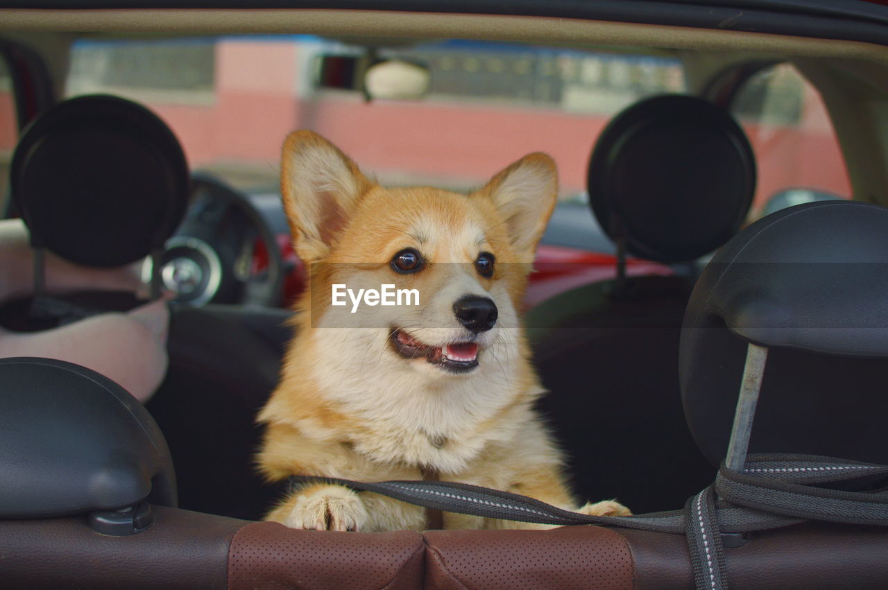 Portrait of dog sitting in car