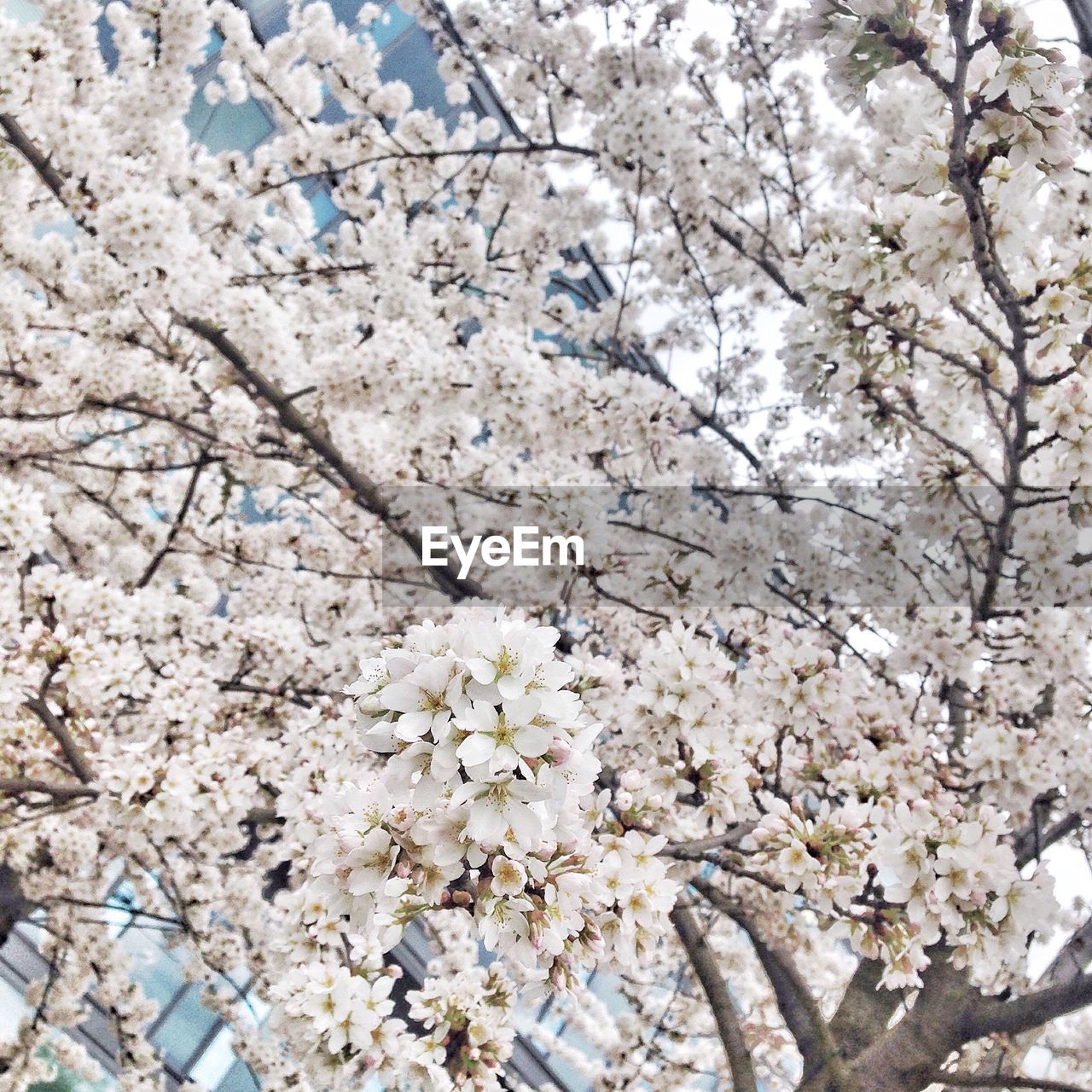 Close-up of white flowers growing on tree