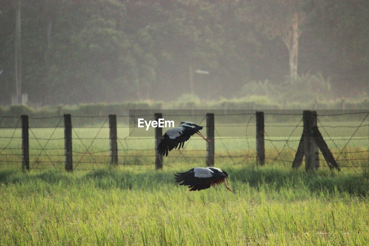 BIRD ON FIELD BY WATER