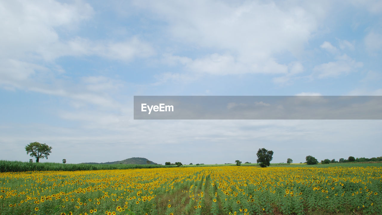 Scenic view of sunflower field against blue sky