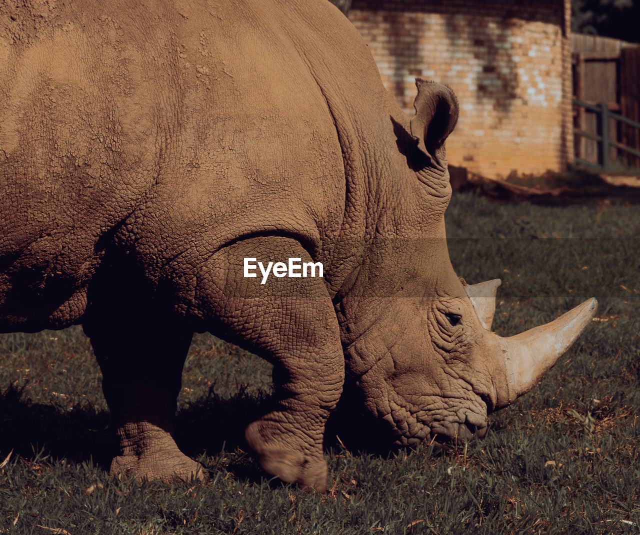 Save our rhinos