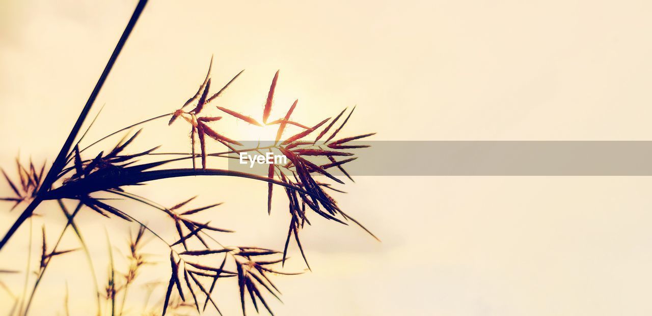 Small grass in the outdoors under the golden evening sun.