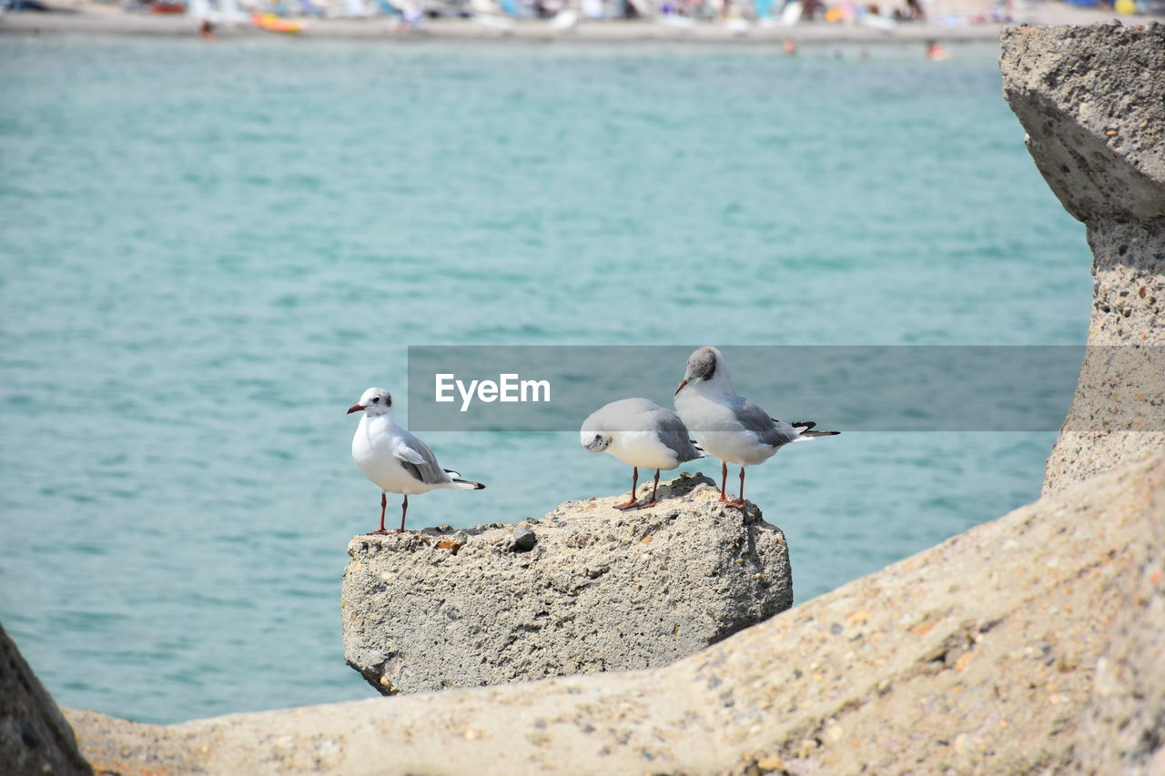 BIRDS PERCHING ON A SEA