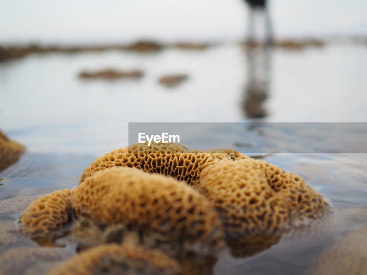 Close-up of coral reef at beach