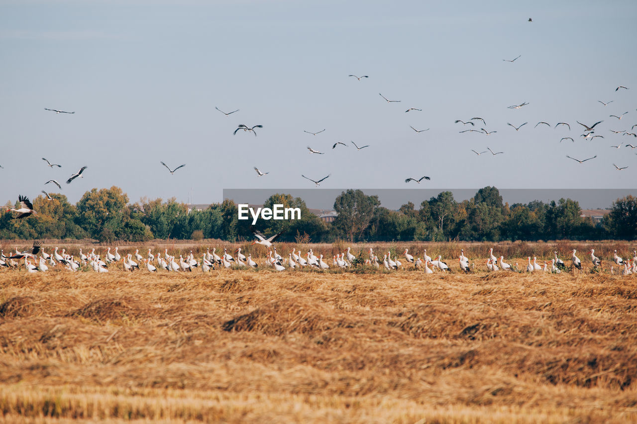 Flock of birds flying against sky