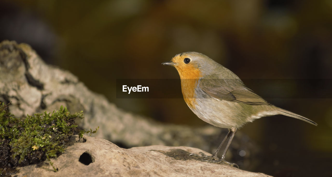 CLOSE-UP OF HUMMINGBIRD PERCHING ON ROCK