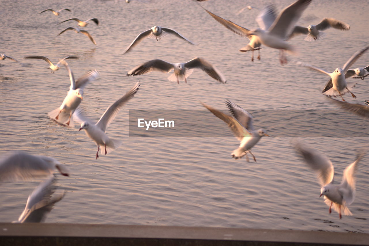 SEAGULLS FLYING OVER LAKE