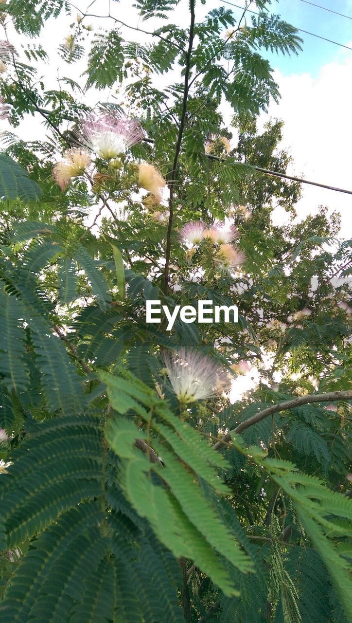 Low angle view of a tree