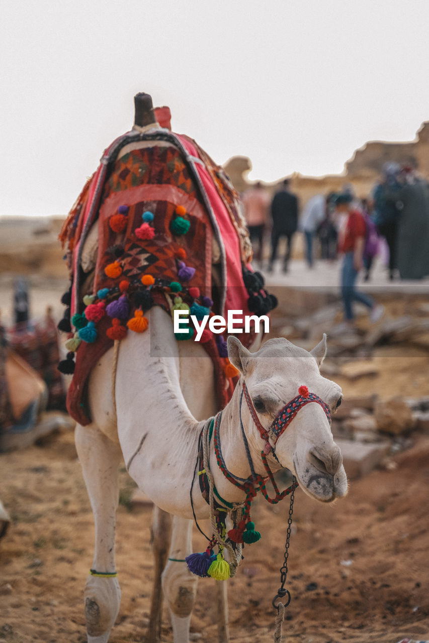 close-up of camel