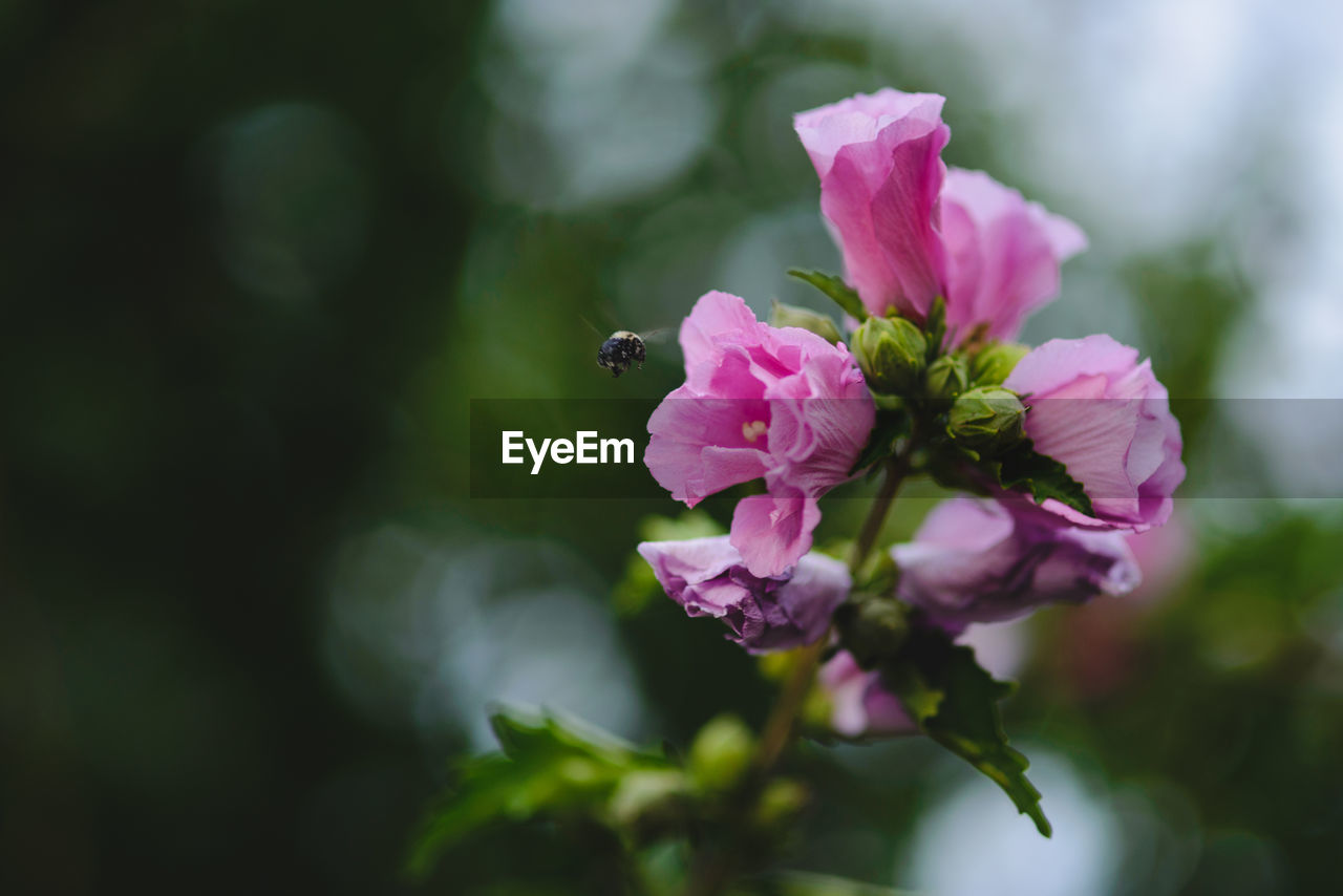 CLOSE-UP OF PINK FLOWERS BLOOMING OUTDOORS