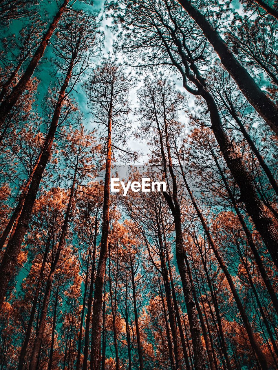 Low angle view of trees in forest