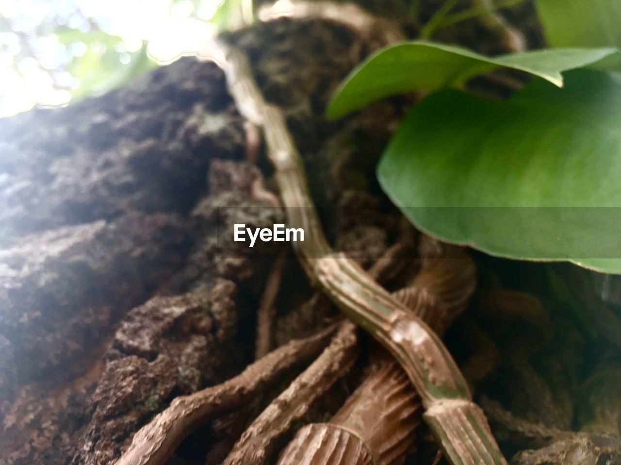 CLOSE-UP OF CATERPILLAR ON PLANT