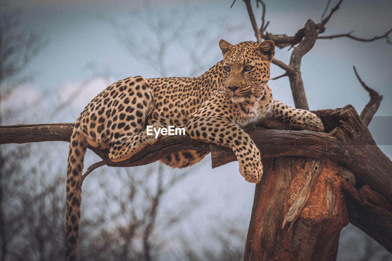 Leopard sitting on broken tree