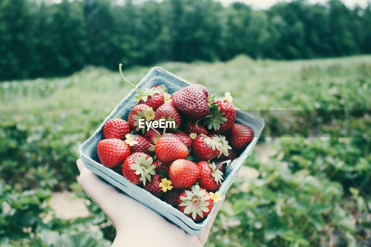 Close-up of hand holding strawberries in container at farm